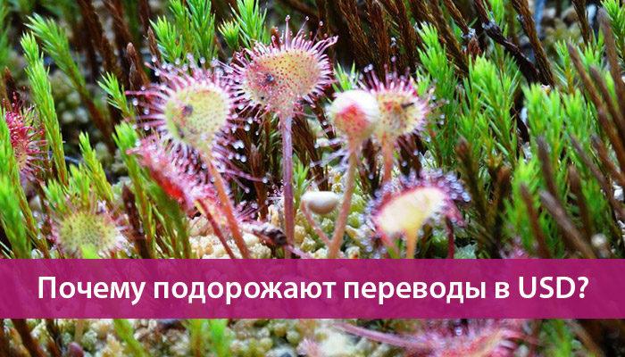 povyshenie komissij transferwise