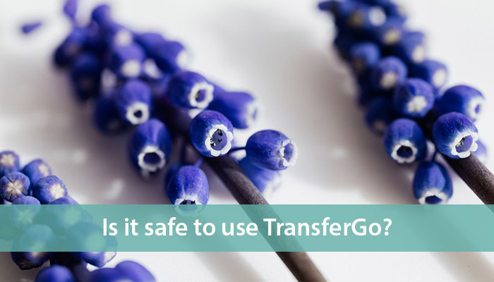 transfergo money transfer